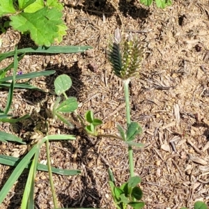 Eleusine tristachya at Molonglo River Reserve - 20 Jan 2024