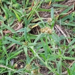 Euchiton involucratus (Star Cudweed) at Molonglo River Reserve - 20 Jan 2024 by trevorpreston