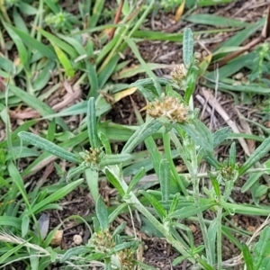 Euchiton involucratus at Molonglo River Reserve - 20 Jan 2024