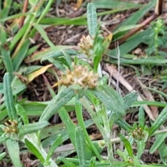 Euchiton involucratus at Molonglo River Reserve - 20 Jan 2024