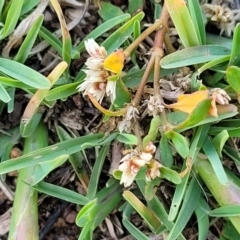 Alternanthera sp. A Flora of NSW (M. Gray 5187) J. Palmer at Molonglo River Reserve - 20 Jan 2024 by trevorpreston