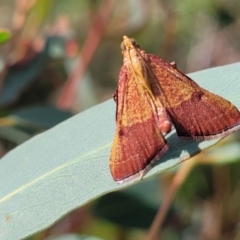 Endotricha pyrosalis (A Pyralid moth) at Molonglo River Reserve - 19 Jan 2024 by trevorpreston