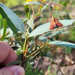 Endotricha pyrosalis at Molonglo River Reserve - 20 Jan 2024