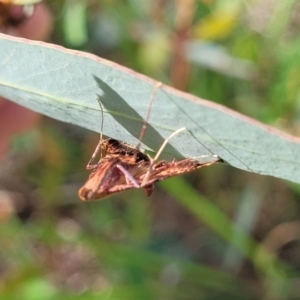 Endotricha pyrosalis at Molonglo River Reserve - 20 Jan 2024