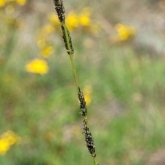 Sporobolus creber (Slender Rat's Tail Grass) at Molonglo River Reserve - 20 Jan 2024 by trevorpreston