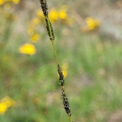 Sporobolus creber (Slender Rat's Tail Grass) at Molonglo River Reserve - 20 Jan 2024 by trevorpreston