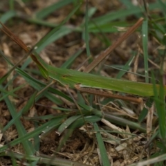 Acrida conica (Giant green slantface) at Murrumbateman, NSW - 20 Jan 2024 by amiessmacro