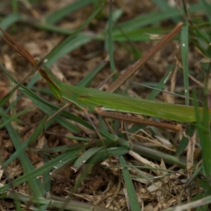 Acrida conica at Murrumbateman, NSW - suppressed