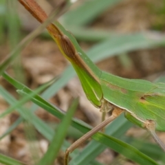 Acrida conica at Murrumbateman, NSW - suppressed