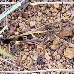 Oedaleus australis (Australian Oedaleus) at Molonglo River Reserve - 20 Jan 2024 by trevorpreston