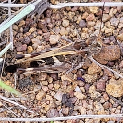 Oedaleus australis (Australian Oedaleus) at Molonglo River Reserve - 20 Jan 2024 by trevorpreston