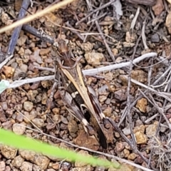 Oedaleus australis at Molonglo River Reserve - 20 Jan 2024 10:18 AM