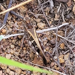 Oedaleus australis at Molonglo River Reserve - 20 Jan 2024