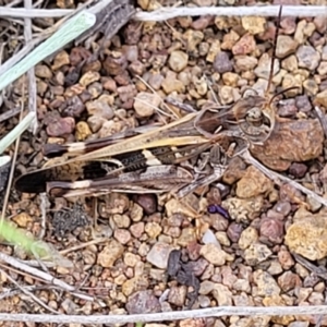 Oedaleus australis at Molonglo River Reserve - 20 Jan 2024 10:18 AM