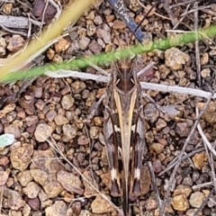 Oedaleus australis at Molonglo River Reserve - 20 Jan 2024