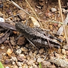 Austroicetes sp. (genus) (A grasshopper) at Molonglo River Reserve - 20 Jan 2024 by trevorpreston