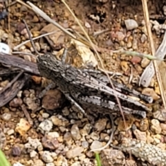 Austroicetes sp. (genus) (A grasshopper) at Kama - 20 Jan 2024 by trevorpreston