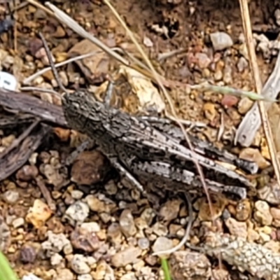 Austroicetes sp. (genus) (A grasshopper) at Molonglo River Reserve - 20 Jan 2024 by trevorpreston