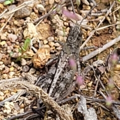 Austroicetes sp. (genus) at Molonglo River Reserve - 20 Jan 2024 10:15 AM