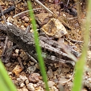 Austroicetes sp. (genus) at Molonglo River Reserve - 20 Jan 2024