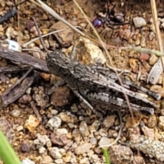 Austroicetes sp. (genus) at Molonglo River Reserve - 20 Jan 2024