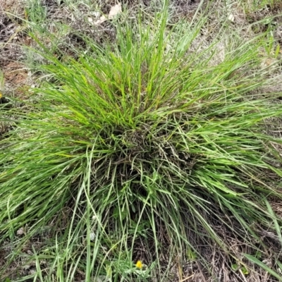 Nassella trichotoma at Whitlam, ACT - 19 Jan 2024 by trevorpreston