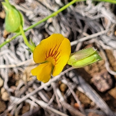 Zornia dyctiocarpa var. dyctiocarpa (Zornia) at Whitlam, ACT - 19 Jan 2024 by trevorpreston