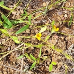 Zornia dyctiocarpa var. dyctiocarpa at Kama - 20 Jan 2024 10:12 AM