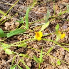 Zornia dyctiocarpa var. dyctiocarpa at Kama - 20 Jan 2024