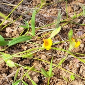 Zornia dyctiocarpa var. dyctiocarpa at Kama - 20 Jan 2024 10:12 AM