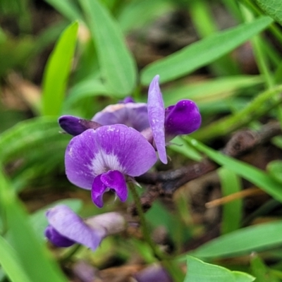 Glycine tabacina (Variable Glycine) at Kama - 19 Jan 2024 by trevorpreston