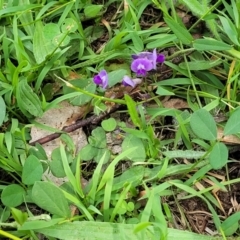 Glycine tabacina at Molonglo River Reserve - 20 Jan 2024