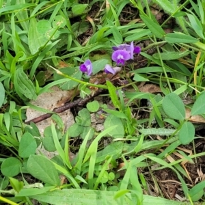 Glycine tabacina at Molonglo River Reserve - 20 Jan 2024