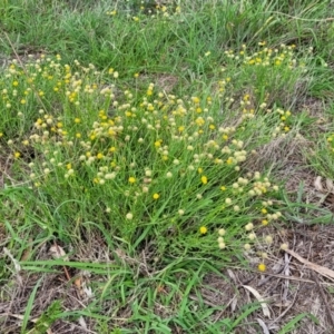 Calotis lappulacea at Kama - 20 Jan 2024