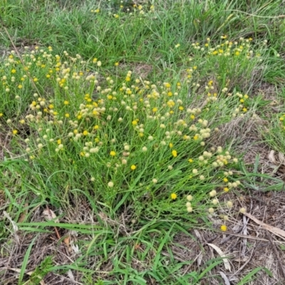Calotis lappulacea (Yellow Burr Daisy) at Molonglo River Reserve - 20 Jan 2024 by trevorpreston