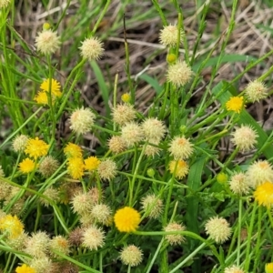 Calotis lappulacea at Kama - 20 Jan 2024