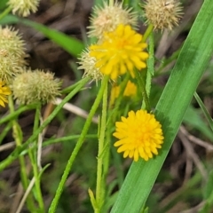 Calotis lappulacea at Kama - 20 Jan 2024