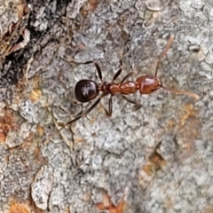 Papyrius sp. (genus) (A Coconut Ant) at Kama - 20 Jan 2024 by trevorpreston