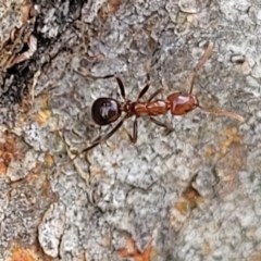 Papyrius sp. (genus) (A Coconut Ant) at Kama - 19 Jan 2024 by trevorpreston