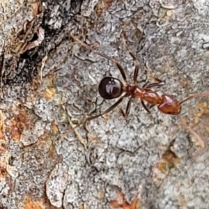 Papyrius sp. (genus) at Molonglo River Reserve - suppressed