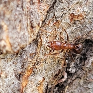 Papyrius sp. (genus) at Molonglo River Reserve - suppressed