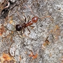 Papyrius sp. (genus) at Molonglo River Reserve - suppressed