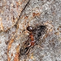 Papyrius sp. (genus) at Molonglo River Reserve - suppressed