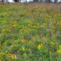 Hypericum perforatum (St John's Wort) at Molonglo River Reserve - 19 Jan 2024 by trevorpreston