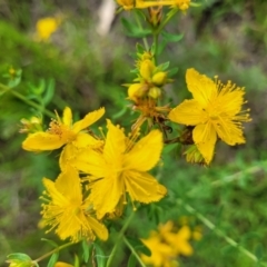 Hypericum perforatum at Kama - 20 Jan 2024