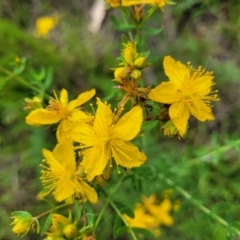 Hypericum perforatum at Kama - 20 Jan 2024