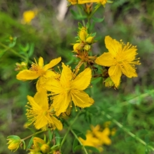 Hypericum perforatum at Kama - 20 Jan 2024