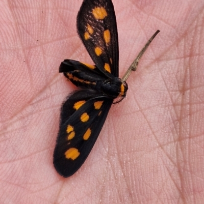 Asura cervicalis (Spotted Lichen Moth) at Stirling Park - 20 Jan 2024 by THATJAYKIDRICK