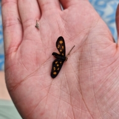 Asura cervicalis at Stirling Park - 20 Jan 2024