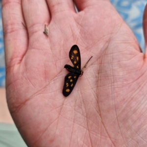 Asura cervicalis at Stirling Park - 20 Jan 2024